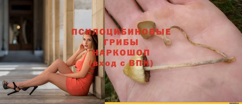 хочу наркоту  Бобров  Галлюциногенные грибы Psilocybe 